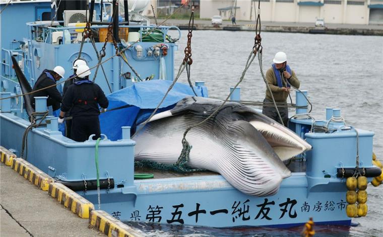 Ein Wal wird an einem Hafen in Kushiro abgeladen. Japans Walfänger sind nach 31 Jahren erzwungener Pause erstmals wieder zur kommerziellen Jagd auf Wale ausgelaufen. Das ist ein Rückschlag für die Internationale Walfang-Kommission.