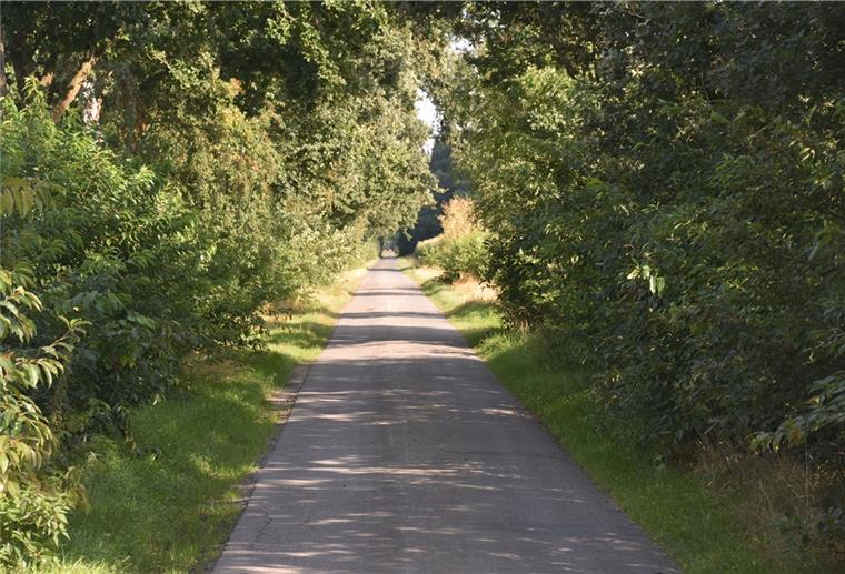 Ein Weg in Farven. An beiden Seiten hat sich die Spätblühende Traubenkirsche breit gemacht. Der starkwüchsige Strauch lässt heimischen Gehölzen und Pflanzen keine Chance. Die Wegraine verarmen zusehends an Arten.