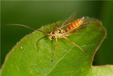 Ein Campodorus paradiesensis-Weibchen sitzt auf einem Blatt.