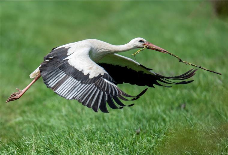 Cuxland: Die Störche sind wieder da Ein Weißstorch (Ciconia ciconia) fliegt bei strahlend blauem Himmel mit einem Ast im Schnabel zurück zu seinem Horst.