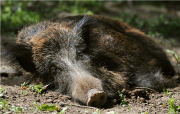 Ein Wildschwein döst in der Sonne. Mit dieser Ruhe soll es wegen der Gefahr der Afrikanischen Schweinepest bald vorbei sein, wenn die Jäger ihre Bemühungen zur Reduzierung des Schwarzwildbestands deutlich intensivieren. Bachen mit Nachwuchs werden weiterhin geschont, ansonsten ist die Schonzeit für erwachsene Wildschweine aufgehoben worden.