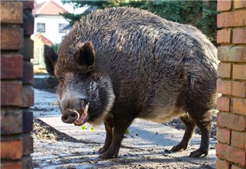 Ein Wildschwein hat sich in der Nacht zu Mittwoch vor einem Fast-Food-Restaurant gemütlich gemacht. 