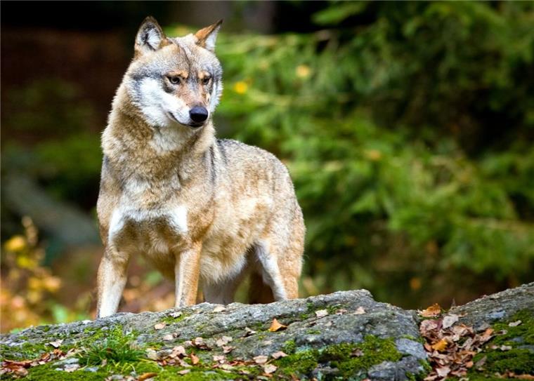 Landrat fordert in Zeven klare Strategie für Wölfe Ein Wolf, aufgenommen in einem Tier-Freigelände. Rotenburgs Landrat Hermann Luttmann glaubt, dass die Tiere die Lebensqualität des Menschen beeinträchtigen. Das sagte er auf einer Veranstaltung der Jägerschaft Zeven.