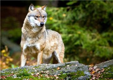 Ein Wolf, aufgenommen in einem Tier-Freigelände. Rotenburgs Landrat Hermann Luttmann glaubt, dass die Tiere die Lebensqualität des Menschen beeinträchtigen. Das sagte er auf einer Veranstaltung der Jägerschaft Zeven. 