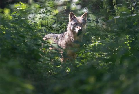 Ein Wolf im Pflanzendickicht.