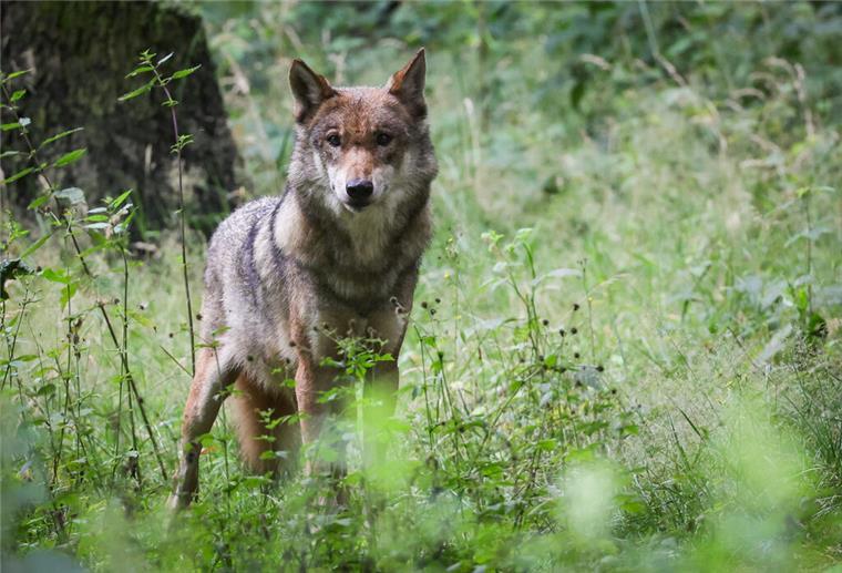 Ein Wolf im Wald.