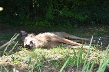 Ein Wolf ist auf der A27 in Geestland von einem Auto überfahren worden.