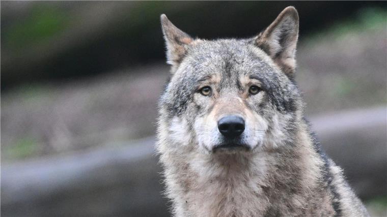 Ein Wolf läuft auf Futter wartend durch ein Gehege im Tierpark.