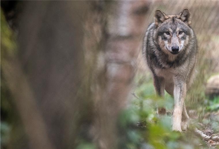 Die Zahl der Wölfe im Cuxland wächst Ein Wolf läuft durch ein Freigehege in einem Wildpark. Experten beobachten seit Jahren die Entwicklung der Wolfspopulation , wobei vielfach nur «Durchzügler» beobachtet werden.