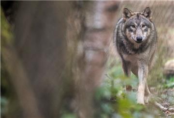 Ein Wolf läuft durch ein Freigehege in einem Wildpark. Experten beobachten seit Jahren die Entwicklung der Wolfspopulation , wobei vielfach nur «Durchzügler» beobachtet werden.