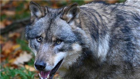 Ein Wolf läuft durch einen Wald.