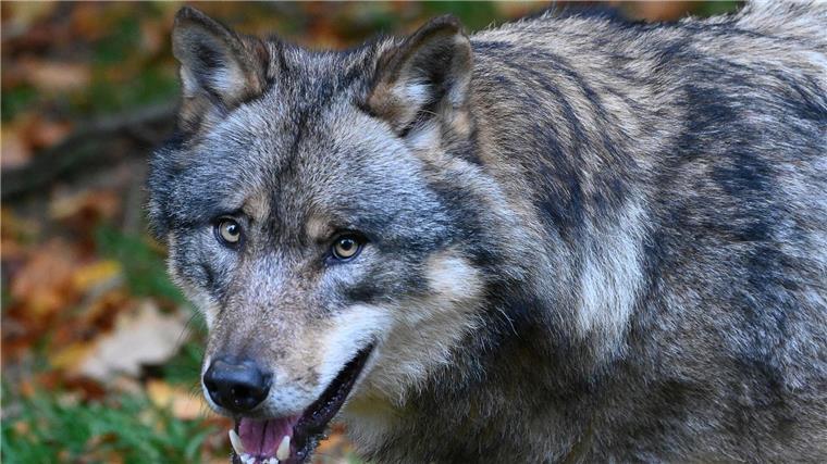 Land will Schnellabschuss problematischer Wölfe umsetzen Ein Wolf läuft durch einen Wald.