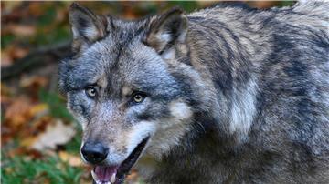 Ein Wolf läuft durch einen Wald.
