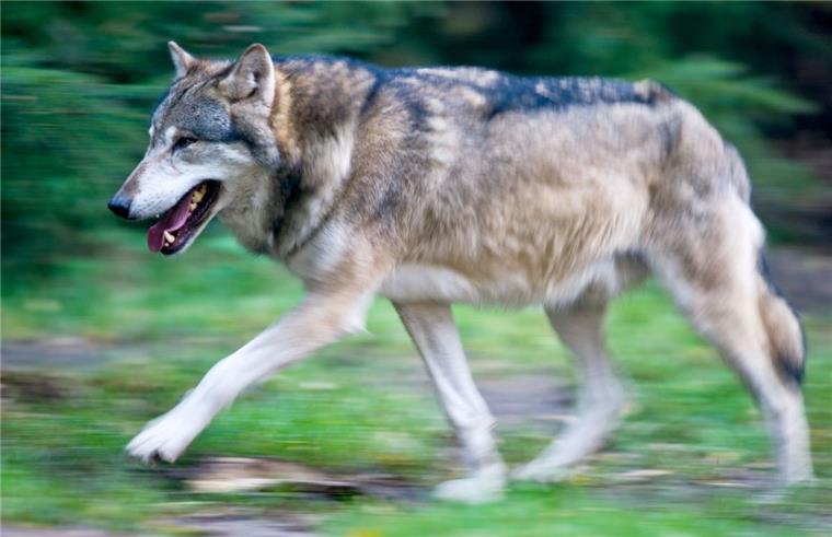 Ein Wolf läuft in seinem Gehege in einem Wildpark. Auch im Landkreis Rotenburg sind die Tiere unterwegs. Daran haben sich viele Menschen offenbar längst gewöhnt.  