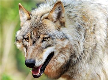 Ein Wolf soll in Lintig ein Schaf gerissen haben.