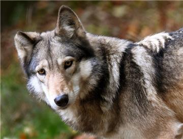 Ein Wolf soll in Steinfeld einen Mann gebissen haben.
