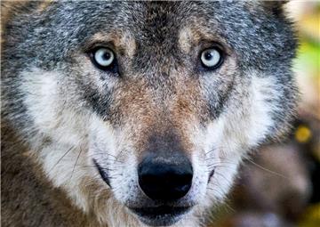 Ein Wolf sorgt im Landkreis Uelzen derzeit für Ärger. 