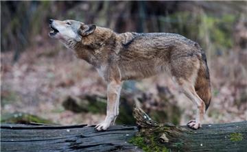 Ein Wolf steht heulend in einem Gehege. 