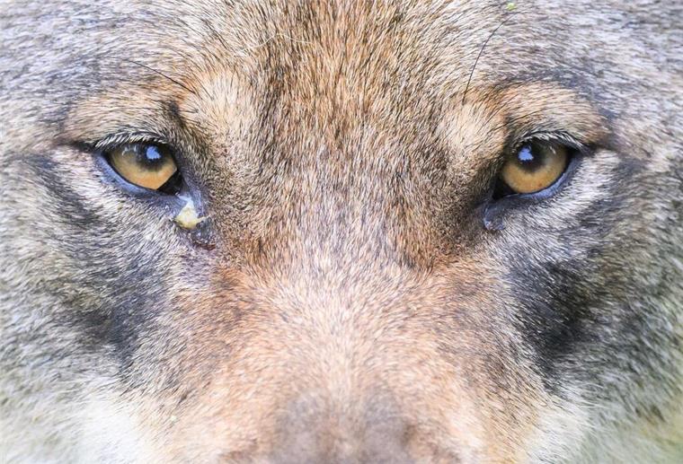 Ein Wolf steht im Gehege im Wisentgehege Springe.