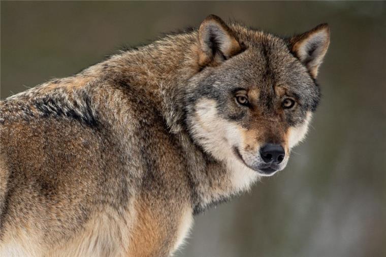 Bundesregierung: Wölfe sollen leichter abgeschossen werden dürfen Ein Wolf steht in einem Gehege.