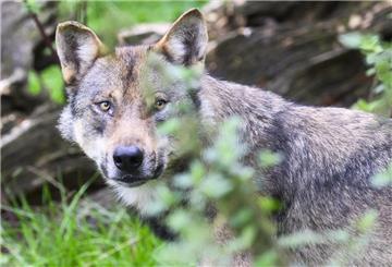Ein Wolf (Symbolbild) hat Schafe in Butjadingen gerissen. Der II. Oldenburgische Deichband sieht nun auch den Küstenschutz in Gefahr, wenn nichts passiert.