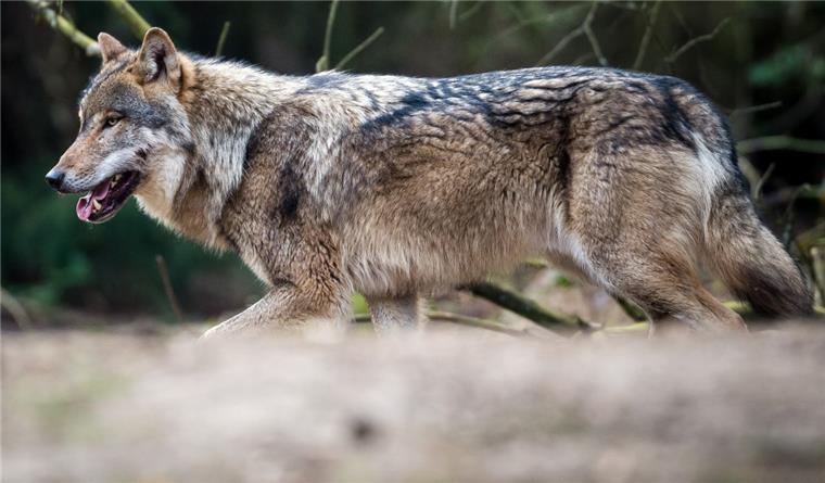 Wolf im Heidekreis von Lastwagen überfahren und getötet Ein Wolf (Symbolfoto) ist im Heidekreis von einem Lastwagen überfahren worden.