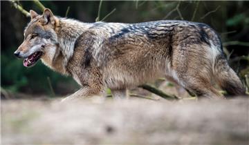 Ein Wolf (Symbolfoto) ist im Heidekreis von einem Lastwagen überfahren worden.