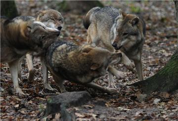 Ein Wolfsrudel tollt im Wald-Gehege herum. 