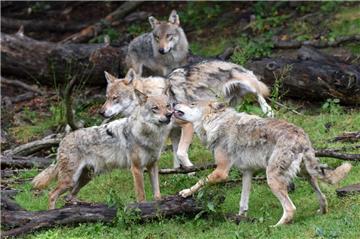 Ein Wolfsrudel tollt in einem Wildpark. In Steinfeld platzten am Wochenende Wölfe in eine Drückjagd.
