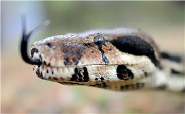 Ein Würgeschlange - hier sehen wir eine Boa constrictor - trägt man beim Mofafahren nicht um den Hals.