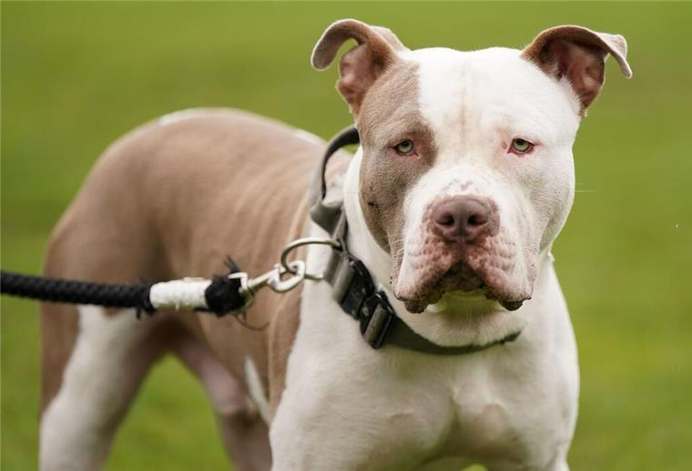 Ein XL-Bully-Hund namens Riz in Birmingham.