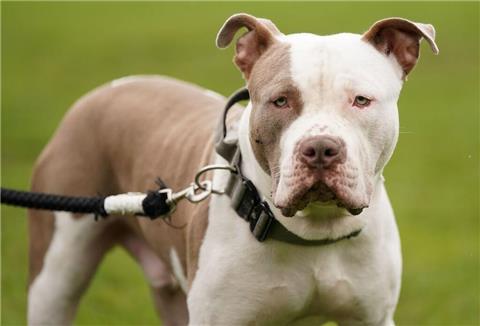 Ein XL-Bully-Hund namens Riz in Birmingham.