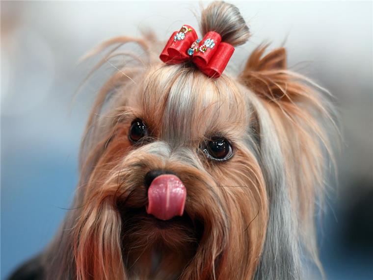Wulsdorf: Yorkshire-Terrier von anderem Hund totgebissen Ein Yorkshire-Terrier ist am Wochenende in Wulsdorf totgebissen worden.
