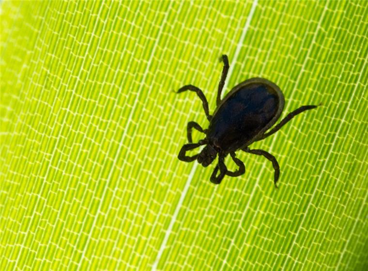 Rekordjahr für Zecken: Hochkonjunktur bis Oktober Ein Zeckenbiss sollte nicht verharmlost werden. Die Spinnentiere übertragen gefährliche Krankheiten.