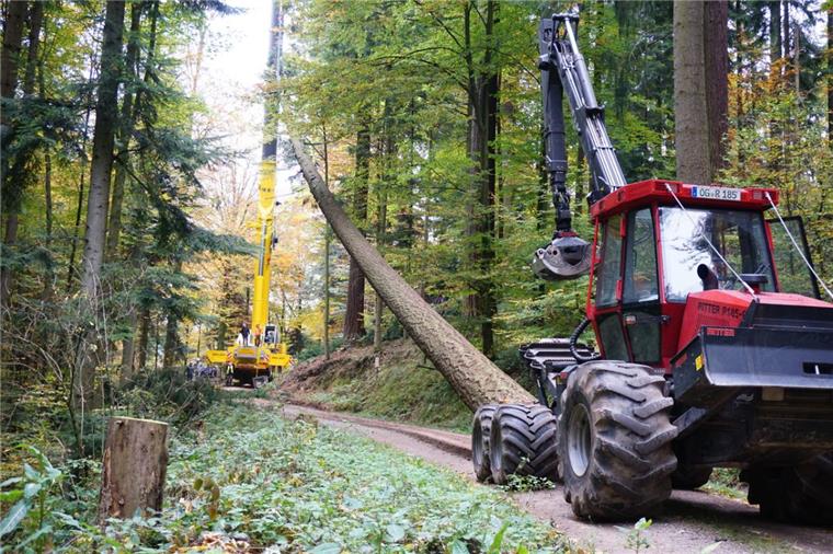 Neuer Riesen-Maibaum für Abbehausen Eine 61 Meter hohe Douglasie wurde im Schwarzwald gefällt. Sie wird in den nächsten Monaten in Bayern aufbereitet und nach Abbehausen transportiert.