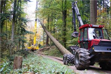 Eine 61 Meter hohe Douglasie wurde im Schwarzwald gefällt. Sie wird in den nächsten Monaten in Bayern aufbereitet und nach Abbehausen transportiert.
