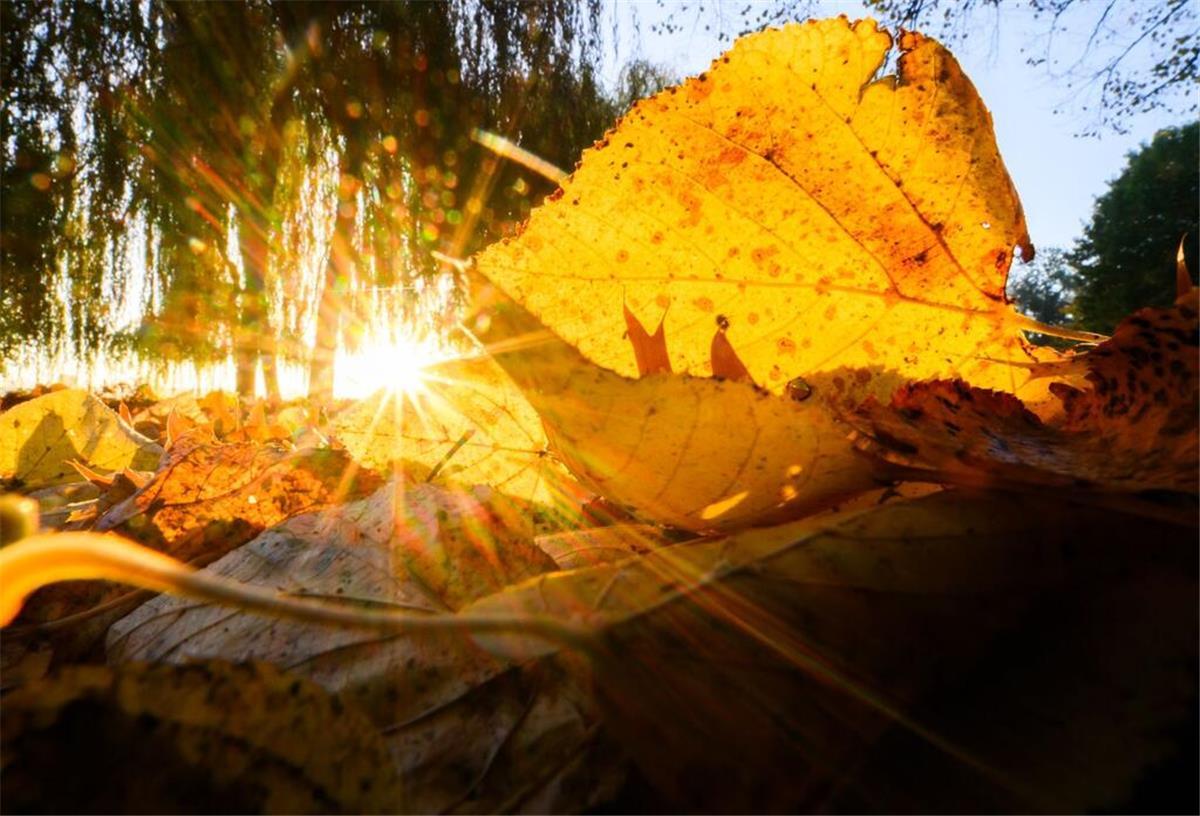 Bauernregel zum Ägidiustag 2025: So wird das Wetter am 1. September – und im Herbst? Die aufgehende Sonne taucht ein herbstlich verfärbtes Blatt in goldenes Licht.