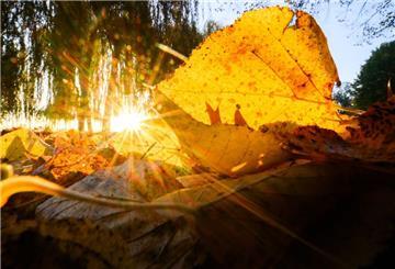 Die aufgehende Sonne taucht ein herbstlich verfärbtes Blatt in goldenes Licht.