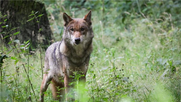 Lemke will Wolfsabschüsse erleichtern Eine ausgewachsener weiblicher Wolf steht in seinem Gehege im Tierpark Eekholt.
