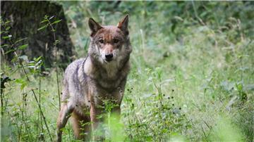 Eine ausgewachsener weiblicher Wolf steht in seinem Gehege im Tierpark Eekholt.