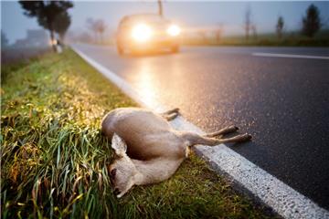 Eine Autofahrerin hat am Geestemünder Pori-Kreisel ein Reh erfasst. Das Tier starb noch an der Unfallstelle. 