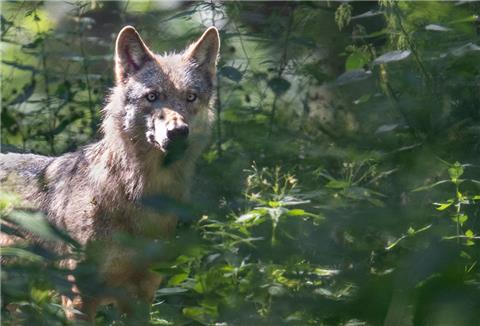 Ein Wolf läuft durch sein Gehege in der Fasanerie.