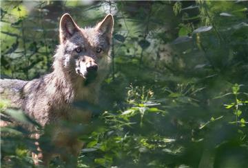 Ein Wolf läuft durch sein Gehege in der Fasanerie.
