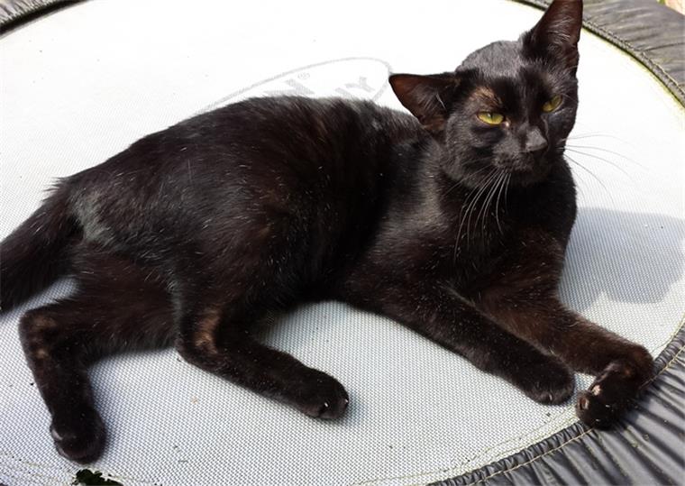 Eine Autofahrerin hat nicht bemerkt, dass sich eine Katze in ihrem Motorraum versteckt hat. Das Tier hat sich bei der unfreiwilligen Tour verletzt, konnte aber von Polizeibeamten gefunden werden. 