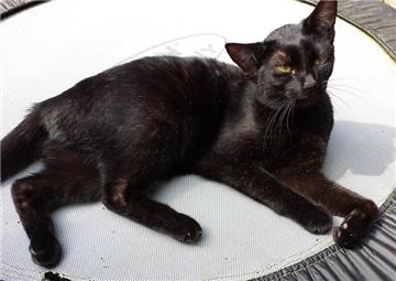 Eine Autofahrerin hat nicht bemerkt, dass sich eine Katze in ihrem Motorraum versteckt hat. Das Tier hat sich bei der unfreiwilligen Tour verletzt, konnte aber von Polizeibeamten gefunden werden. 