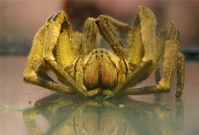 Giftspinne gesichtet: Aldi in Varel evakuiert Eine Bananenspinne wurde in einem Aldi in Varel gesichtet.