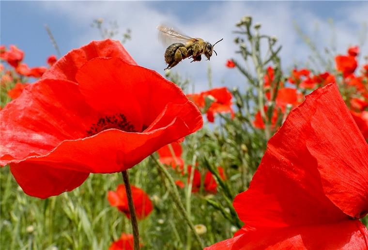 Eine Biene im Anflug auf blühenden Klatschmohn auf einer Wiese. Ein seltenes Bild. Mehr Artenvielfalt will der NABU mit dem Volksbegehren „Artenvielfalt.Jetzt!“ erreichen.