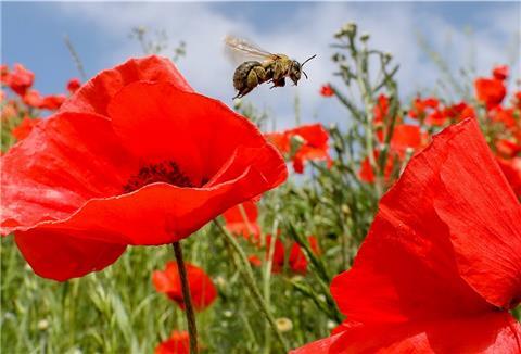 Eine Biene im Anflug auf blühenden Klatschmohn auf einer Wiese. Ein seltenes Bild. Mehr Artenvielfalt will der NABU mit dem Volksbegehren „Artenvielfalt.Jetzt!“ erreichen.