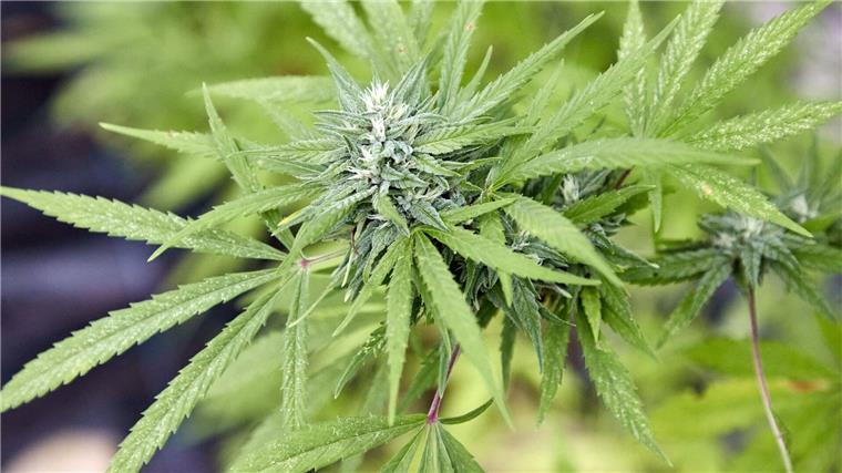 Eine Cannabispflanze, aufgenommen beim Erntefest des Cannabis Social Club Hamburg in einem Gewächshaus der Gärtnerei Jersbek.