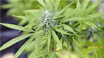 Eine Cannabispflanze, aufgenommen beim Erntefest des Cannabis Social Club Hamburg in einem Gewächshaus der Gärtnerei Jersbek.